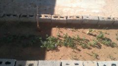 IMG-20180409-WA0006.jpg